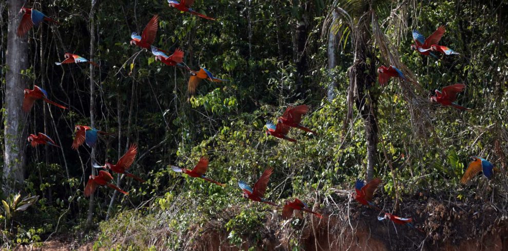 Collpa de guacamayos Chuncho Full Day en Tambopata