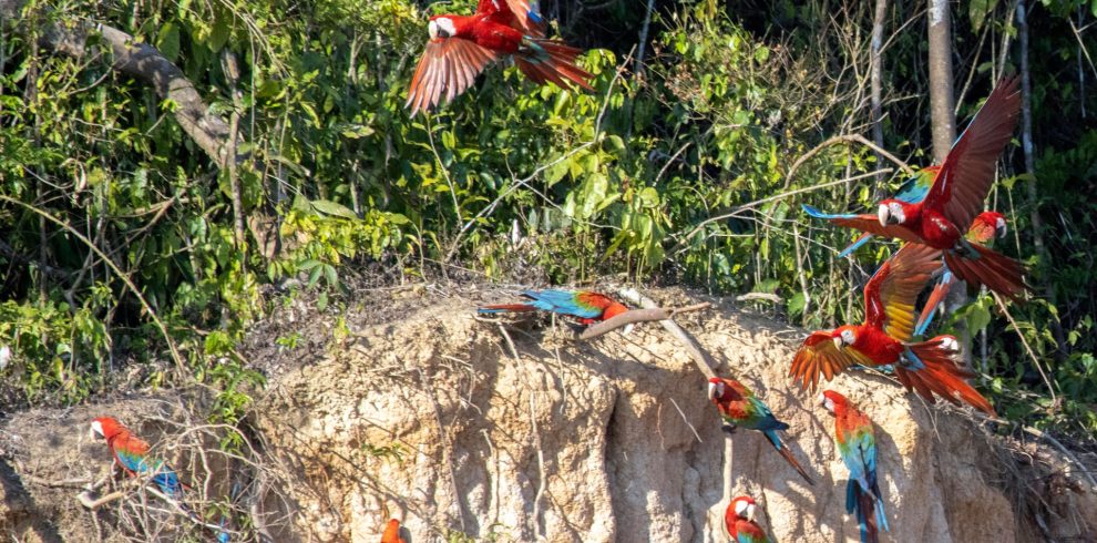 Collpa de guacamayos en la Reserva Nacional Tambopata