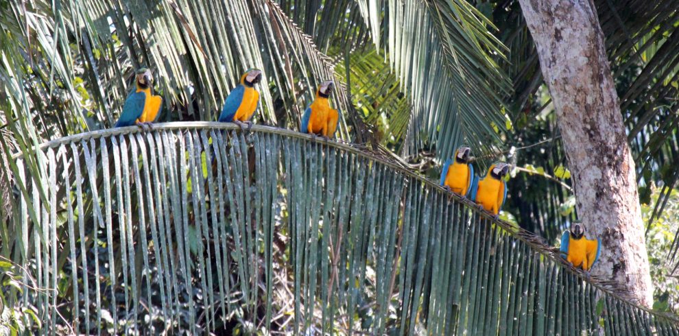 Guacamayos azules y amarillos en Tambopata